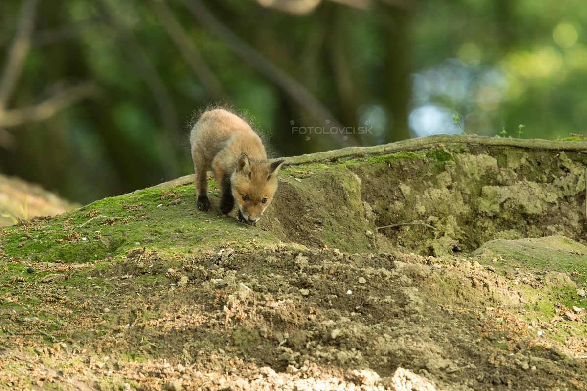 Líška hrdzavá (Vulpes vulpes)