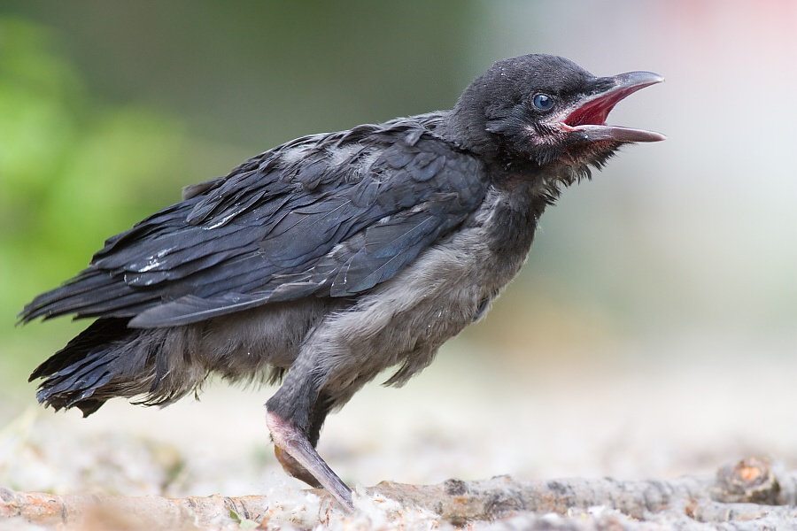 Vrana popolavá (Corvus cornix)