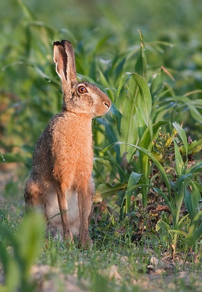 Zajac poľný (Lepus europaeus)