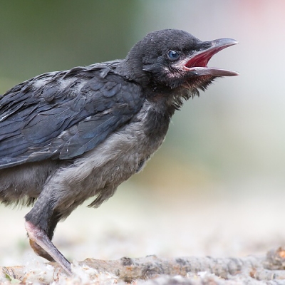 Vrana popolavá (Corvus cornix)